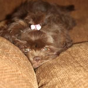 Meet your Posher, Josh